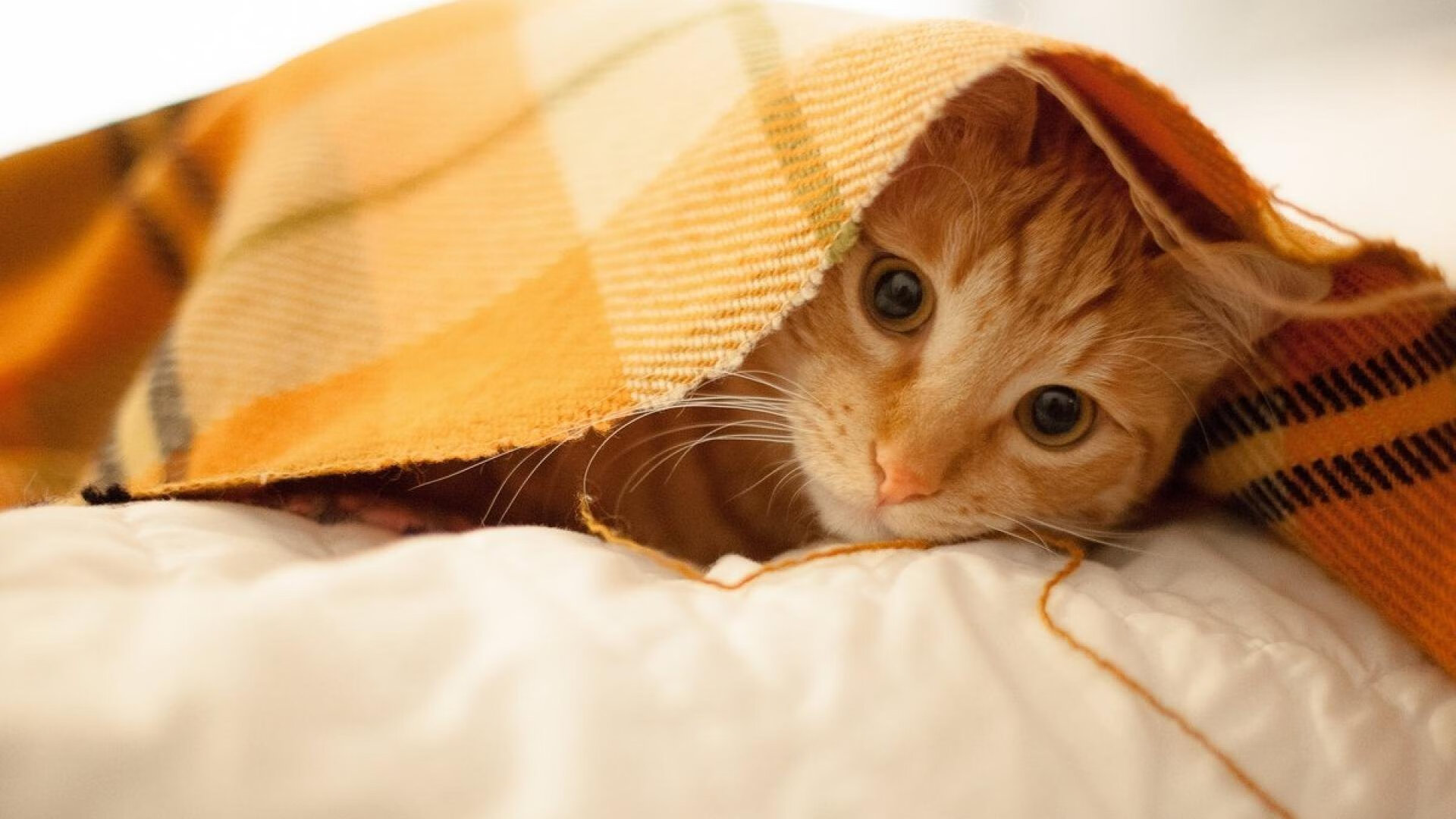 华体会app-F1新赛季揭幕战之夜，篮球精灵拉梅洛成为赛道胜负手？