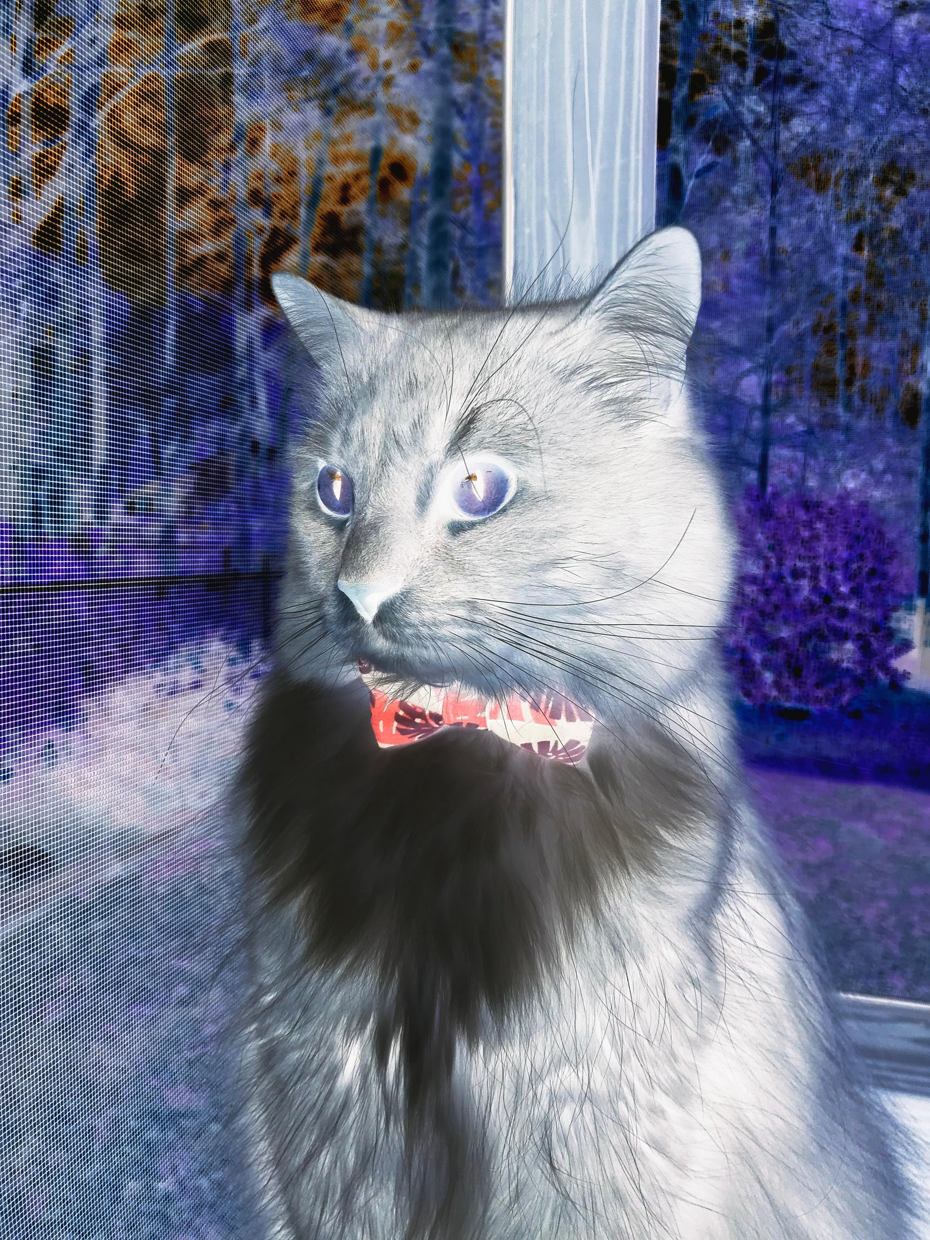 绿茵场与橄榄球场的神奇镜像，久保建英的连续打击与南非的世纪翻盘