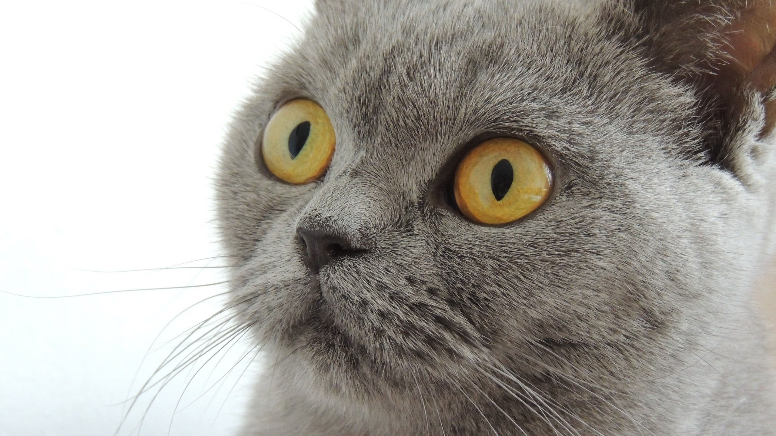 华体会登录-疆域与爵士，当东方铁壁强压西方韵律，伦纳德解码胜利之钥